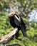 Anhinga Bird Stock Photos,  Anhinga Bird close-up profile view. bokeh background