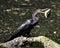 Anhinga Bird Stock Photos, Image. Portrait. Fish in its beak. Bokeh background.