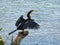 Anhinga bird on stump