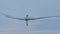 Anhinga bird swims in a lake. Florida wildlife.