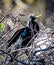 Anhinga bird in tree