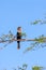 Anhinga bird on the tree branch