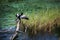 Anhinga Bird and Turtle Sunning