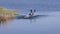 anhinga birds fighting in Florida lake