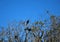 Anhinga Birds in Scenic Everglades National Park, Florida