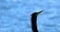 Anhinga black bird head and long neck