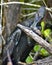 Anhinga catches a fish and.kills it