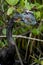 Anhinga catches a fish and.kills it