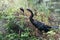 Anhinga caught an armored catfish. Everglades National Park,  Shark Valley, Florida, US