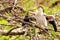 Anhinga chick checking its wings in wetlands