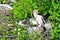 Anhinga chick in nest in wetlands