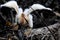 Anhinga chick trying its wings, Florida