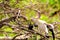 Anhinga chick in wetlands