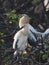 Anhinga chicks