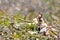 Anhinga with chicks in nest