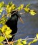 Anhinga close-up