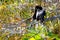 Anhinga (cormorant-like) preening in wetlands