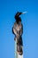 Anhinga Darter