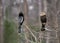 Anhinga, Darter bird Okefenokee National Wildlife Refuge