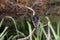 Anhinga darter bird perched at Donnelley WMA, South Carolina, USA