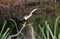 Anhinga darter bird perched at Donnelley WMA, South Carolina, USA