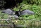 Anhinga darter bird perched with wings spread at Pinckney Island National Wildlife Refuge