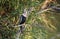 Anhinga darter bird, Pickney Island Wildlife Refuge, South Carolina