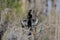 Anhinga Darter male breeding plumage, Okefenokee Swamp National Wildlife Refuge