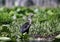 Anhinga Darter, Okefenokee Swamp National Wildlife Refuge