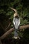 Anhinga on dead branch with open beak