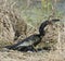 Anhinga Downing A Fish