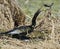 Anhinga Downing A Fish