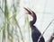 Anhinga Downing A Fish