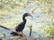 Anhinga downing a fish