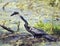 Anhinga downing a fish in the swamp