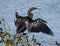 Anhinga Dries off and Spreads its Wings