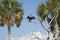 Anhinga Drying