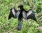 Anhinga Drying Feathers after a Dive