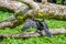 Anhinga drying its widened wings on a tree branch in Tortuguer