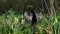 Anhinga Drying its Wings