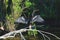 An Anhinga drying its wings in the Bayou