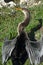 Anhinga drying its wings in the Everglades of Florida.