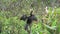 Anhinga drying its wings and preening in the sun in the everglades