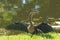 Anhinga drying its wings after an underwater swim