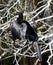 Anhinga Drying Out in the Everglades #1