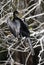 Anhinga Drying Out in the Everglades #2