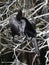 Anhinga Drying Out in the Everglades #3