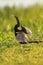 Anhinga drying wings