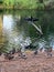 Anhinga drying wings over lake perched on branch.