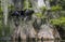 Anhinga Drying Wings - Wakulla Springs